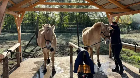 Mini állatsimogató + Élménylovaglás elbűvölő Fjord lovakkal Monoron 24