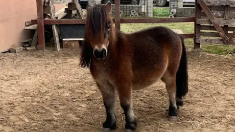 Romantikus hintózás kettesben Monor tájain – Elbűvölő Fjord lovakkal a fogatban! 34