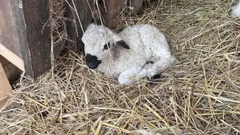 Romantikus hintózás kettesben Monor tájain – Elbűvölő Fjord lovakkal a fogatban! 36