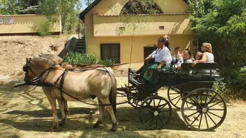 Romantikus hintózás kettesben Monor tájain – Elbűvölő Fjord lovakkal a fogatban! 19