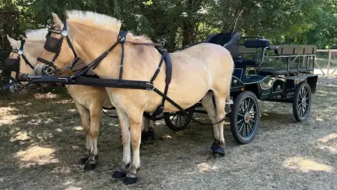 Romantikus hintózás kettesben Monor tájain – Elbűvölő Fjord lovakkal a fogatban! 21