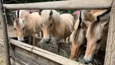 Mini állatsimogató + Élménylovaglás elbűvölő Fjord lovakkal Monoron 25