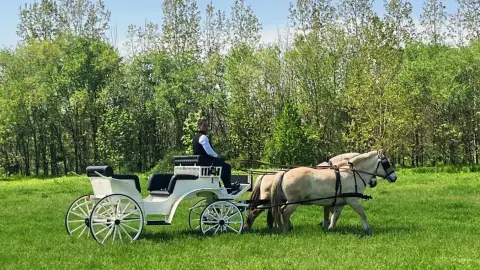 Romantikus hintózás kettesben Monor tájain – Elbűvölő Fjord lovakkal a fogatban! 22