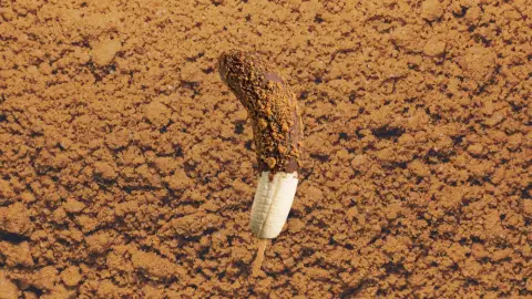 Banana Guys – Banán, ahogy még nem kóstoltad! 9