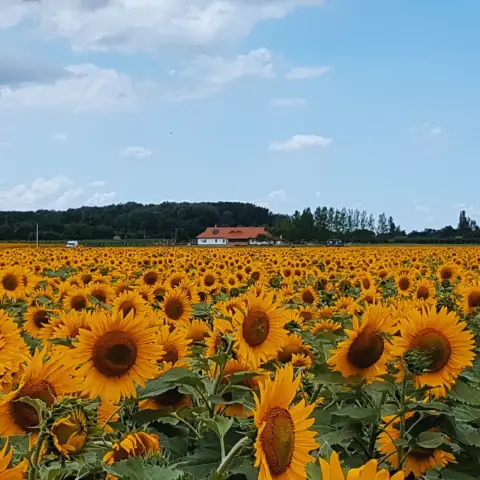 Vidéki menedék nagy társaságnak: Privát lovastanya Cserkeszőlőn 13+1 főre