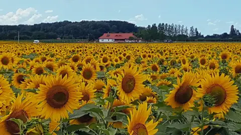 Vidéki menedék nagy társaságnak: Privát lovastanya Cserkeszőlőn 13+1 főre 4