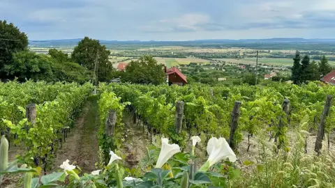 Idilli elvonulás Fenn a Hegyen Vendégházban a Somló tetején 3