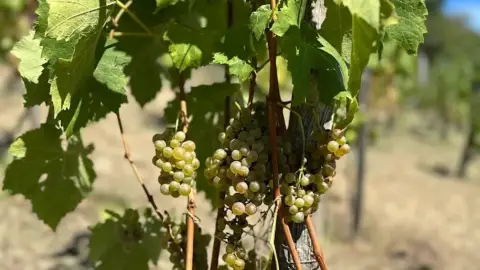 Idilli elvonulás Fenn a Hegyen Vendégházban a Somló tetején 8