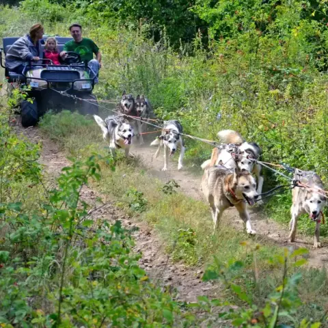 Husky kutyafogat extra túra - Gyerekeknek (6 év alatt)