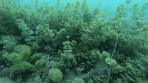 Próbamerülés – Tatai Fényes-forrás 5