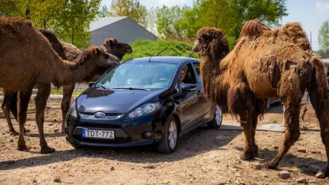 Safari és Családi Élménypark 'Családi' belépőjegy – Vár Titeket Békés megye vadonja! 1