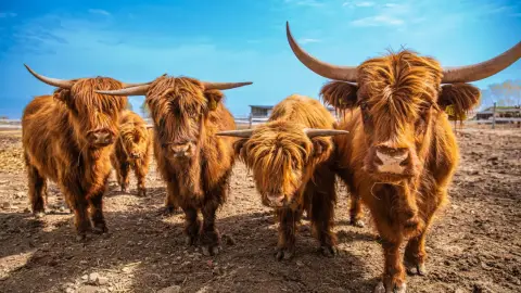 Safari és Családi Élménypark 'Családi' belépőjegy – Vár Titeket Békés megye vadonja! 3