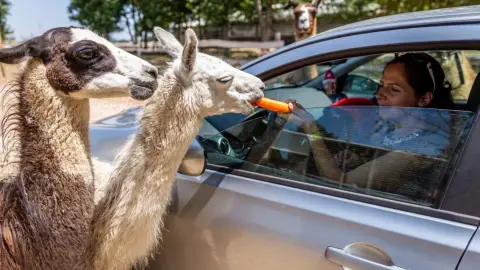 Safari és Családi Élménypark 'Családi' belépőjegy – Vár Titeket Békés megye vadonja! 4