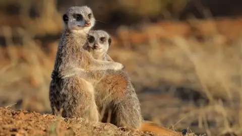 Safari és Családi Élménypark 'Családi' belépőjegy – Vár Titeket Békés megye vadonja! 6