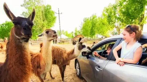 Safari és Családi Élménypark 'Családi' belépőjegy – Vár Titeket Békés megye vadonja! 7
