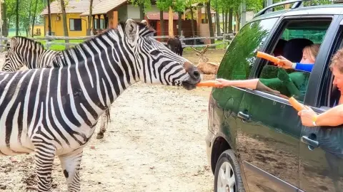 Safari és Családi Élménypark 'Családi' belépőjegy – Vár Titeket Békés megye vadonja! 8