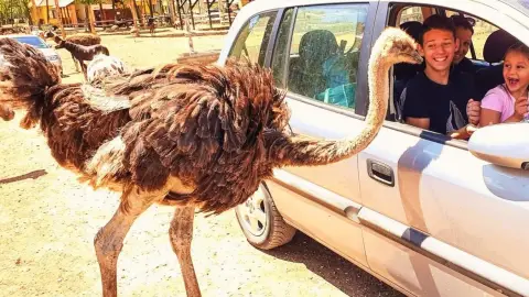 Safari és Családi Élménypark 'Családi' belépőjegy – Vár Titeket Békés megye vadonja! 9