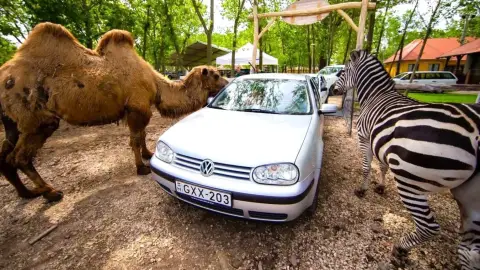 Safari és Családi Élménypark 'Családi' belépőjegy – Vár Titeket Békés megye vadonja! 10