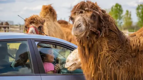 Safari és Családi Élménypark 'Családi' belépőjegy – Vár Titeket Békés megye vadonja! 13