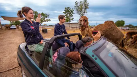 Safari és Családi Élménypark 'Családi' belépőjegy – Vár Titeket Békés megye vadonja! 14