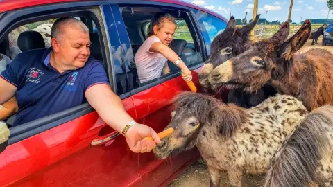 Safari és Családi Élménypark 'Családi' belépőjegy – Vár Titeket Békés megye vadonja! 15
