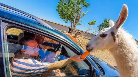 Safari és Családi Élménypark 'Családi' belépőjegy – Vár Titeket Békés megye vadonja! 16