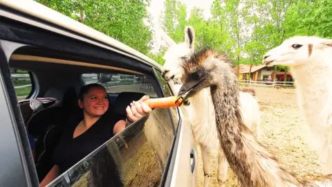 Safari és Családi Élménypark 'Családi' belépőjegy – Vár Titeket Békés megye vadonja! 17