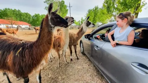 Safari és Családi Élménypark 'Családi' belépőjegy – Vár Titeket Békés megye vadonja! 18