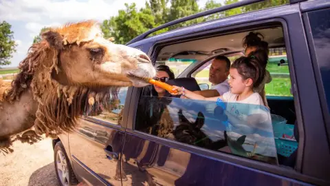 Safari és Családi Élménypark 'Családi' belépőjegy – Vár Titeket Békés megye vadonja! 20