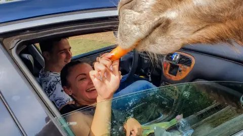 Safari és Családi Élménypark 'Családi' belépőjegy – Vár Titeket Békés megye vadonja! 21