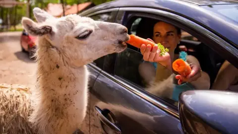 Safari és Családi Élménypark 'Családi' belépőjegy – Vár Titeket Békés megye vadonja! 25