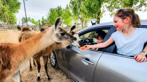Safari és Családi Élménypark 'Családi' belépőjegy – Vár Titeket Békés megye vadonja! 35