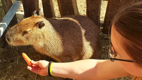 Safari és Családi Élménypark 'Családi' belépőjegy – Vár Titeket Békés megye vadonja! 37