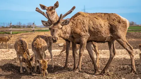 Safari és Családi Élménypark 'Családi' belépőjegy – Vár Titeket Békés megye vadonja! 38