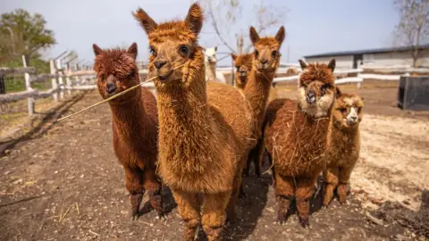 Safari és Családi Élménypark 'Családi' belépőjegy – Vár Titeket Békés megye vadonja! 40