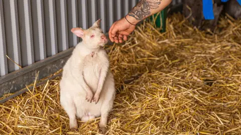 Safari és Családi Élménypark 'Családi' belépőjegy – Vár Titeket Békés megye vadonja! 41