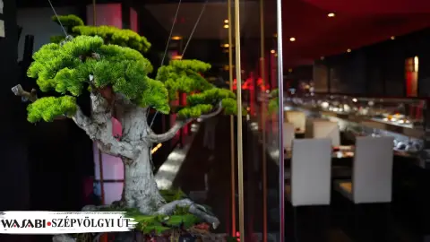 Ázsiai ízutazás Anyával: Korlátlan fogyasztás a Wasabiban! (Szépvölgyi út) 40