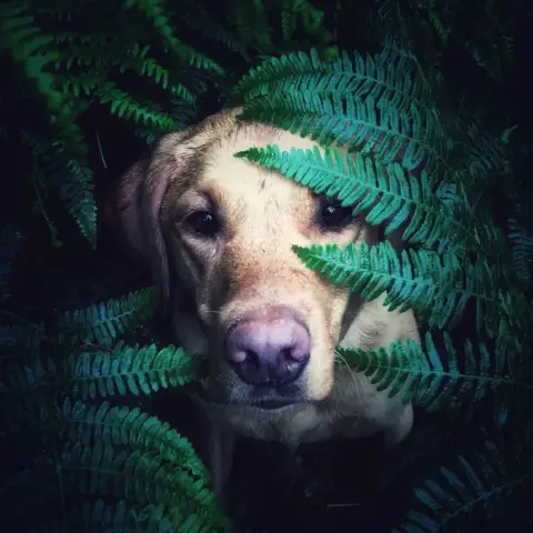 Buksi eltűnt /World of Adventures szabadtéri kaland Remete-szurdokban