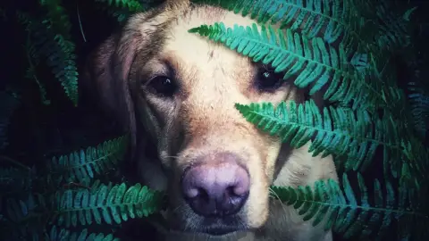 Buksi eltűnt /World of Adventures szabadtéri kaland Remete-szurdokban 5