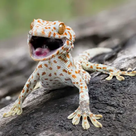 Ikimono /World of Adventures szabadtéri játék a Zselicen