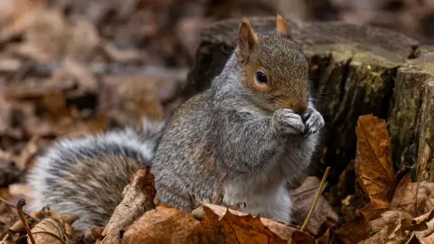 A Mágus ládikója /World of Adventures szabadtéri játék Hűvösvölgyben 7