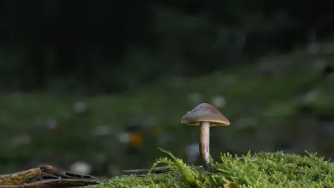 A Mágus ládikója /World of Adventures szabadtéri játék Hűvösvölgyben 6