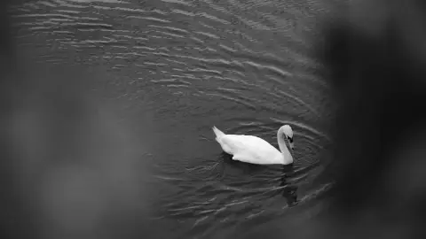 Ravasz szörnyek tava /World of Adventures szabadtéri játék a Tatai-tónál 1