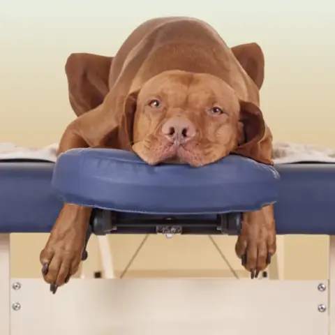 Terápiás & Wellness kutyamasszőr képzés – Online