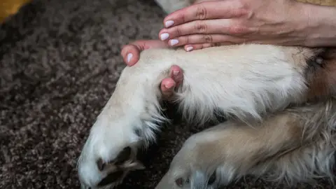Terápiás & Wellness kutyamasszőr képzés – Online 2