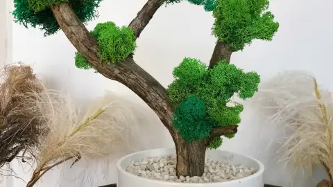 Zuzmó workshop Győrben – Bonsai fa készítése zuzmóból! 3