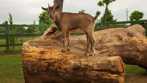 Családi élménynap a Bella Állatparkban, Siófokon 12