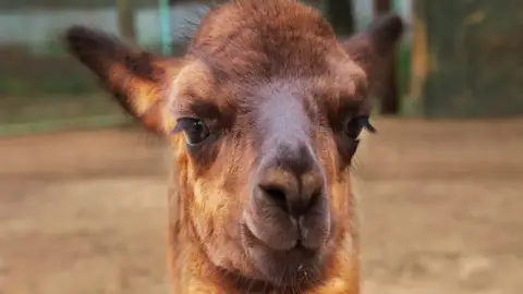 Családi élménynap a Bella Állatparkban, Siófokon 20