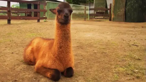 Családi élménynap a Bella Állatparkban, Siófokon 14