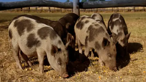 Családi élménynap a Bella Állatparkban, Siófokon 18